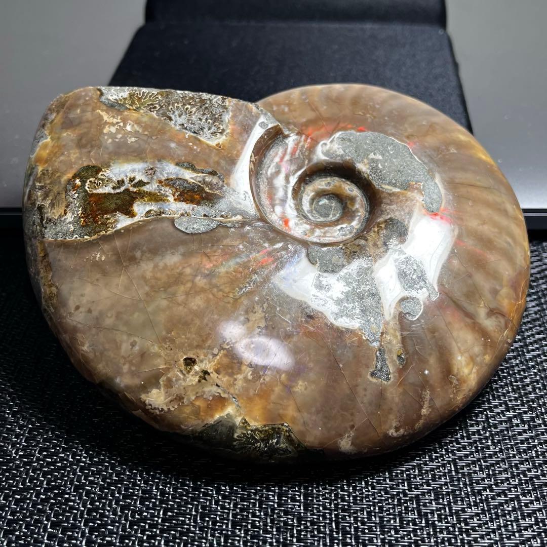 大型アンモナイト化石 約142mm / 637g