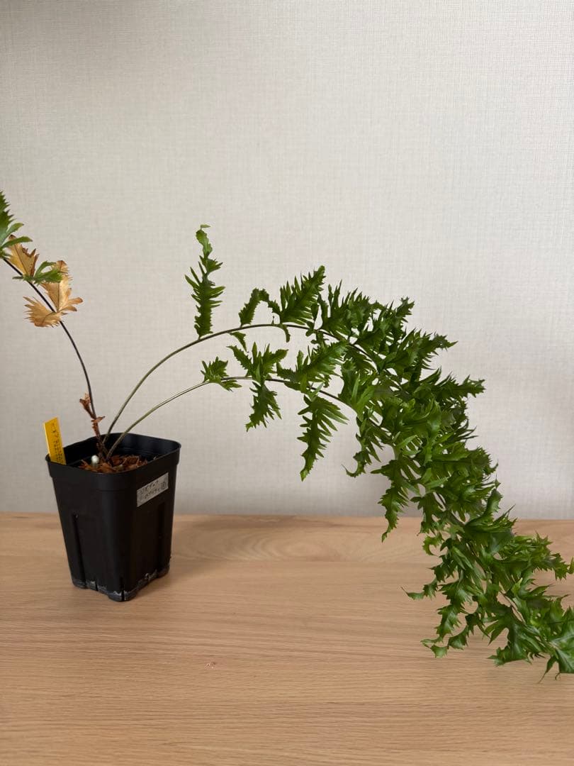 【鉢付き】　ドリナリア　リギデュラ　ホワイティ②