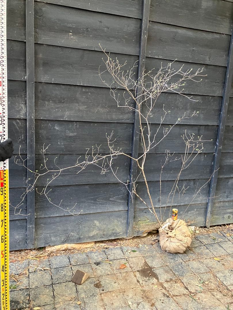 21 山採り　バイカツツジ