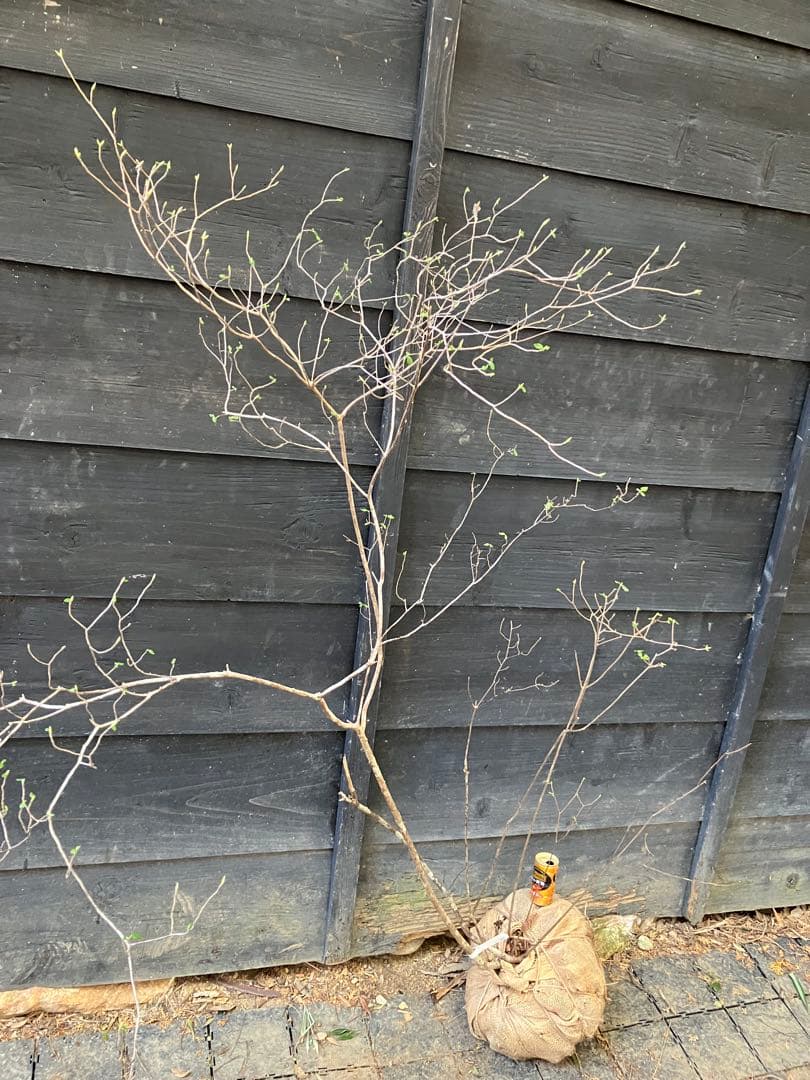 21 山採り　バイカツツジ