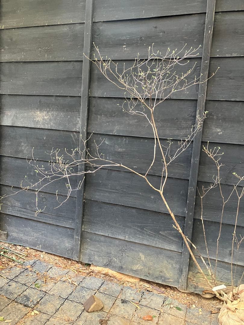 21 山採り　バイカツツジ