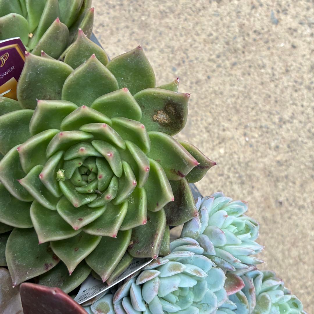 ずっしり重いエケベリア20ポット