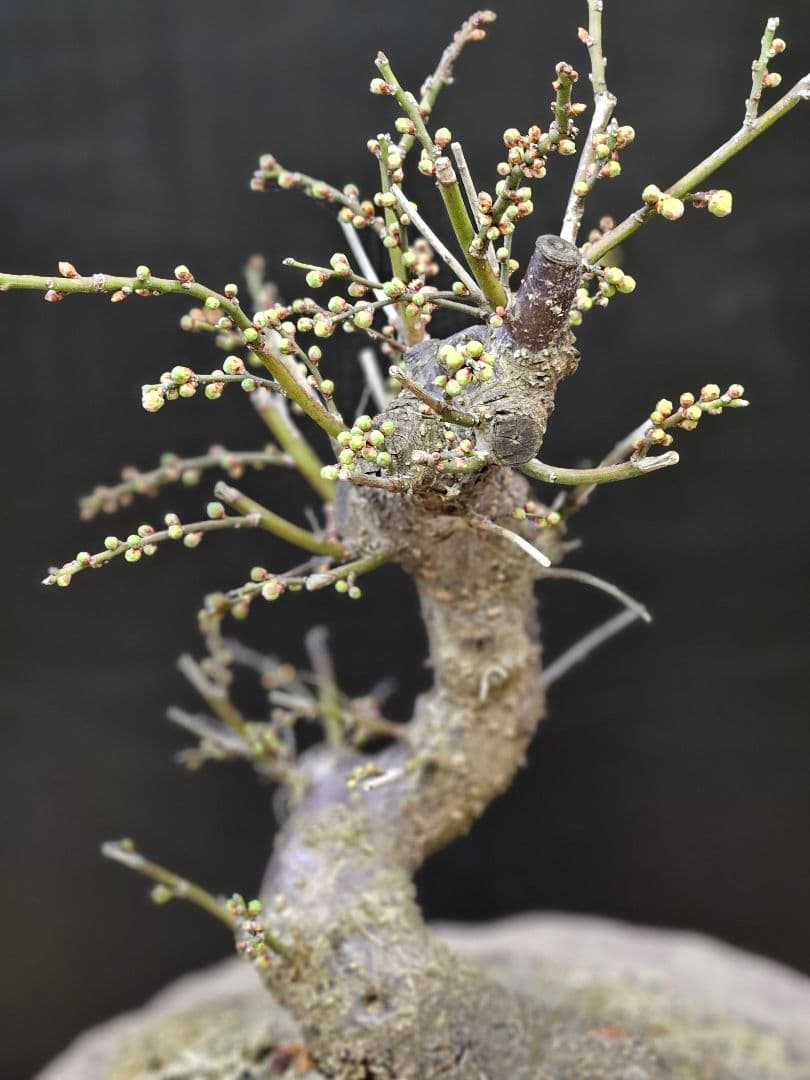 盆栽 今が旬 花梅 梅 【思いのままに】9号鉢 極上品 幹太 ほぼ蕾 写真現物