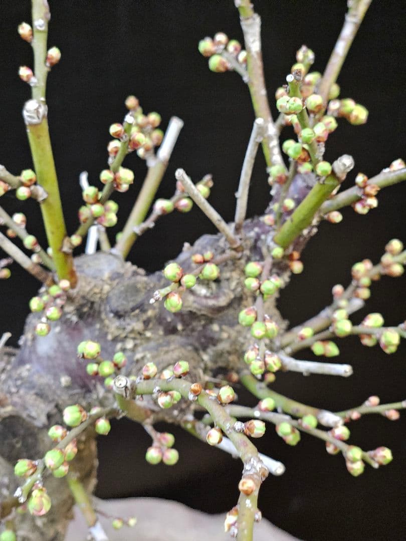 盆栽 今が旬 花梅 梅 【思いのままに】9号鉢 極上品 幹太 ほぼ蕾 写真現物