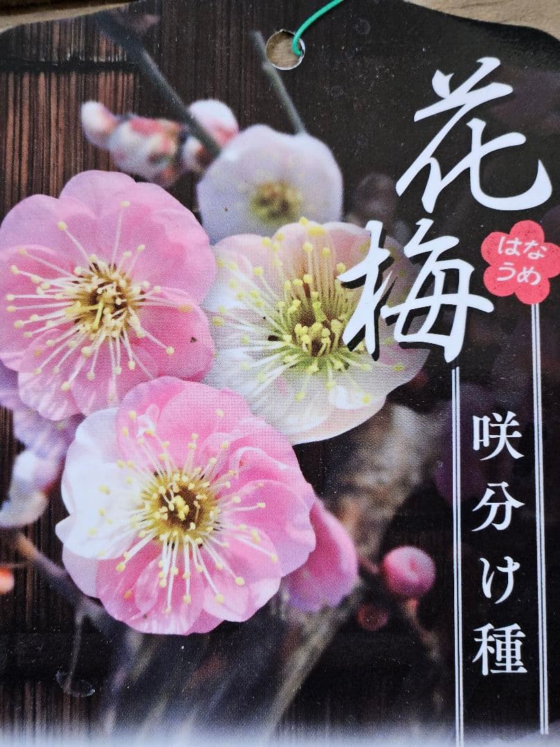 盆栽 今が旬 花梅 梅 【思いのままに】9号鉢 極上品 幹太 ほぼ蕾 写真現物