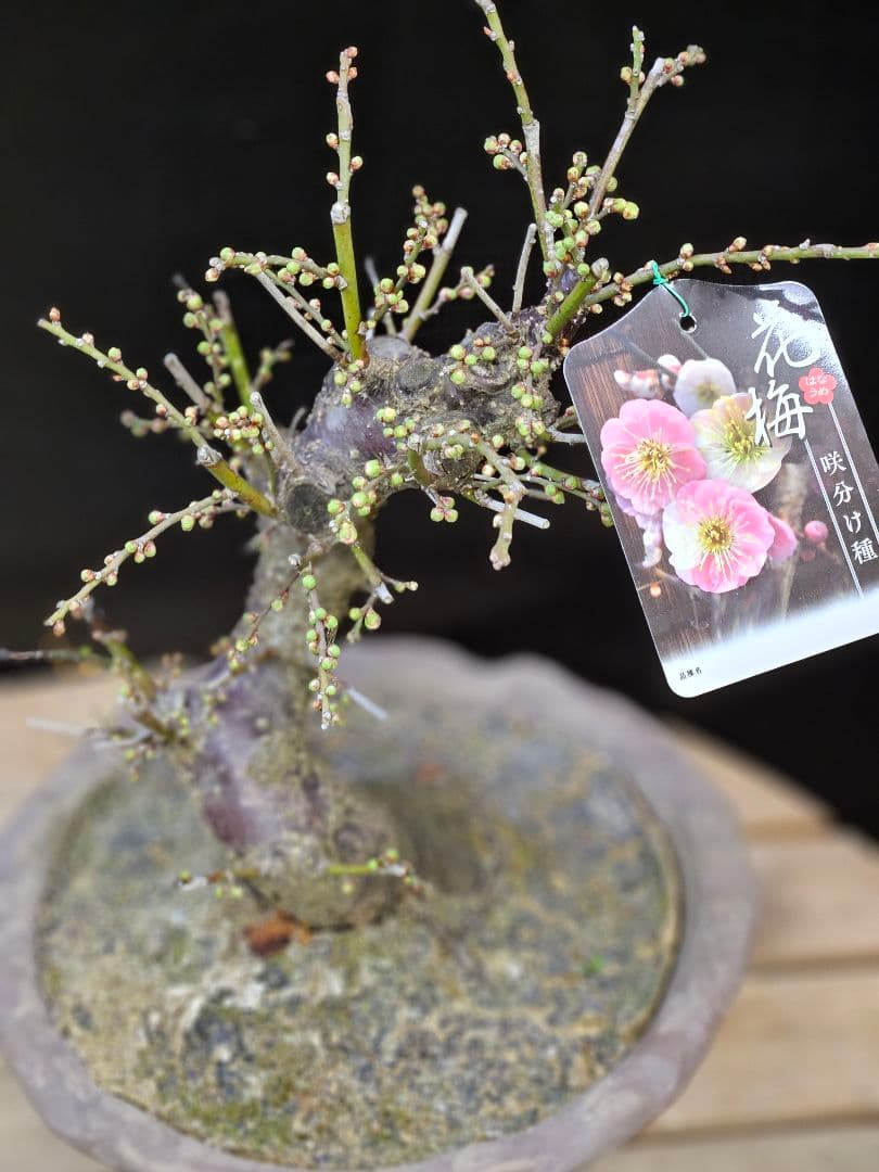 盆栽 今が旬 花梅 梅 【思いのままに】9号鉢 極上品 幹太 ほぼ蕾 写真現物