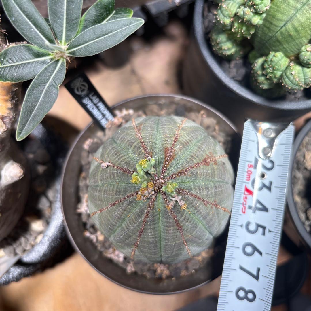 『美株』ユーフォルビア　オベサ