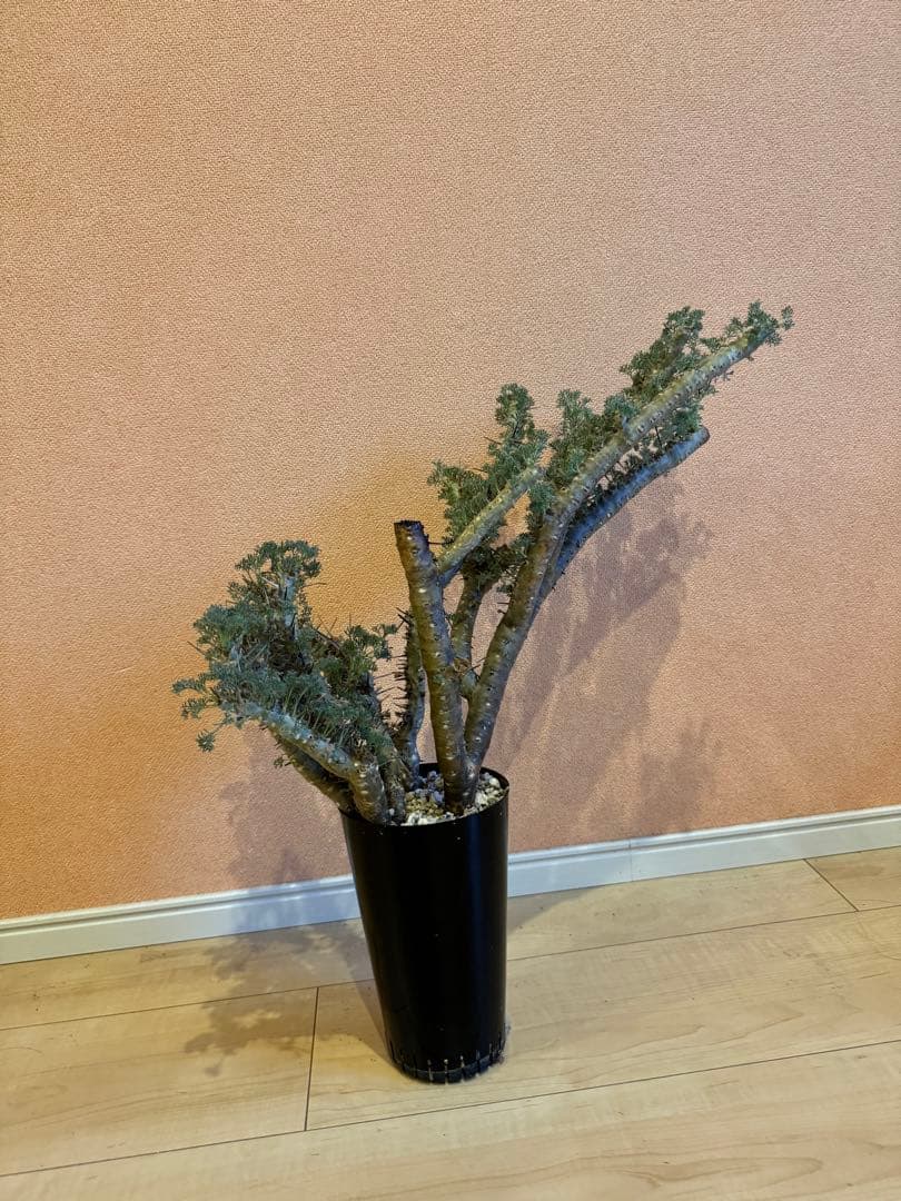 サルコカウロン ヘレー　竜骨城