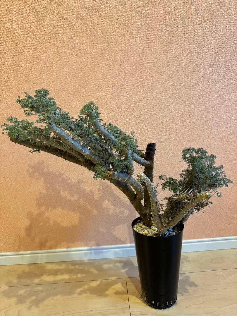 サルコカウロン ヘレー　竜骨城