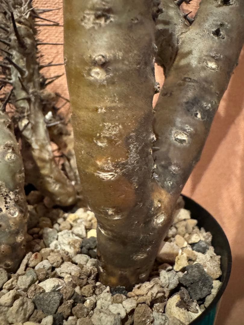 サルコカウロン ヘレー　竜骨城