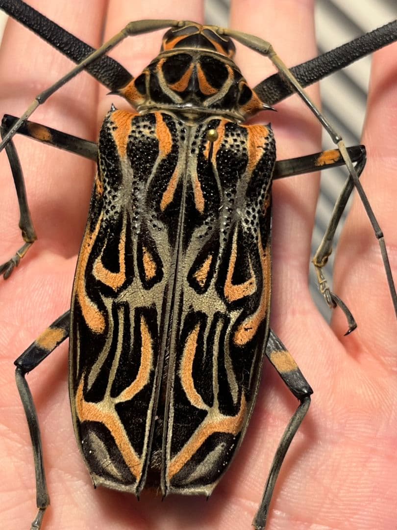 【専用】テナガカミキリ 全長74mm 昆虫標本甲虫など