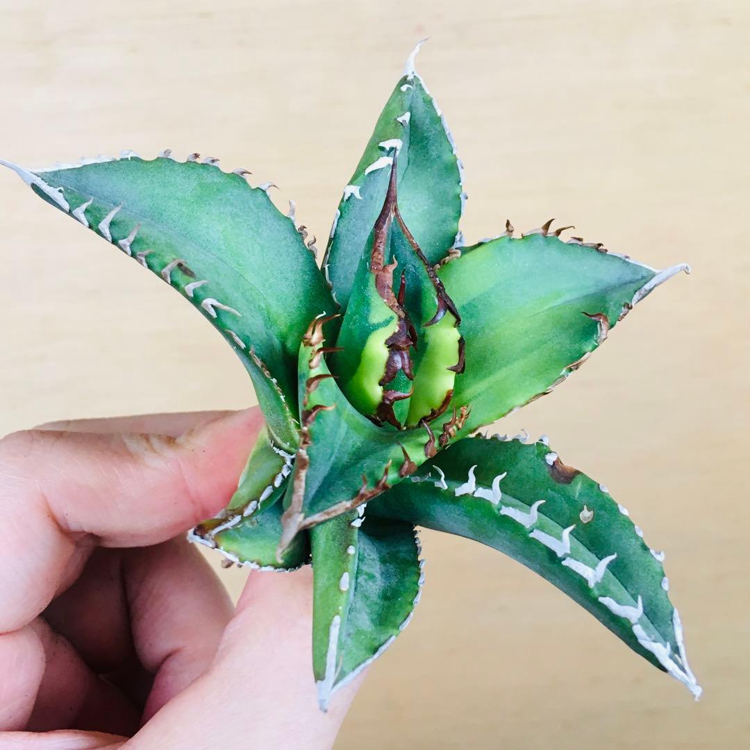 【稀少】4 老白鯨錦 黄覆輪斑 ソーラーエクリプス TC株 アガベ チタノタ錦