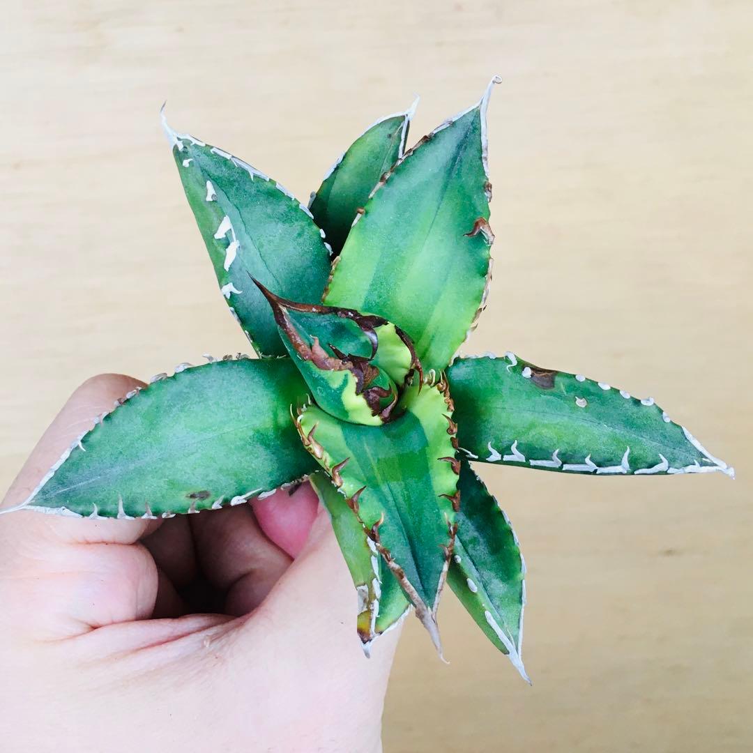 【稀少】4 老白鯨錦 黄覆輪斑 ソーラーエクリプス TC株 アガベ チタノタ錦