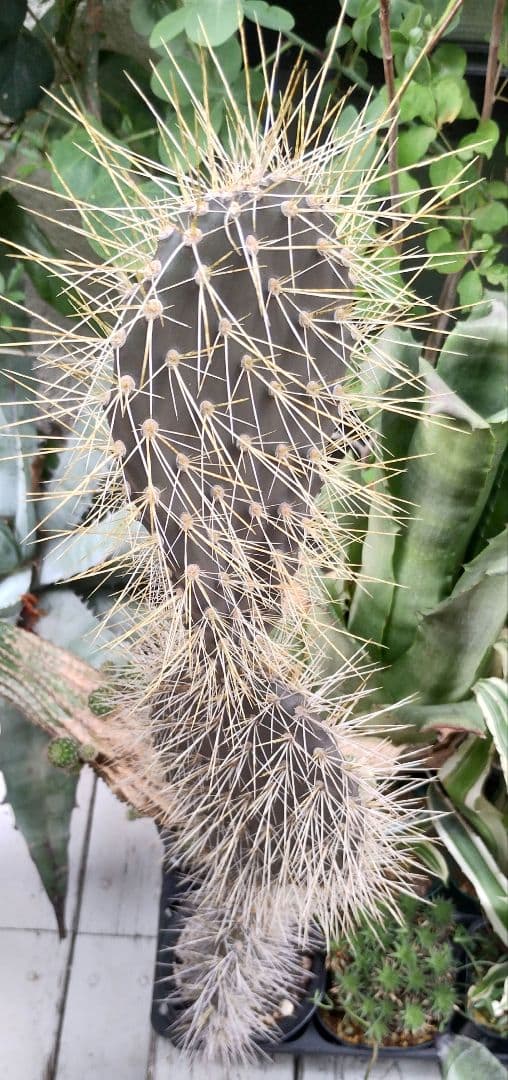 ガラパゴス団扇　黒肌強棘opuntia galapageiaガラパゲイア　大株