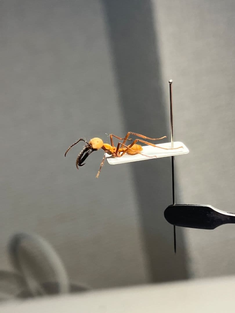 【14mm】グンタイアリ 標本 パラポネラ ソルジャーアントEciton sp.