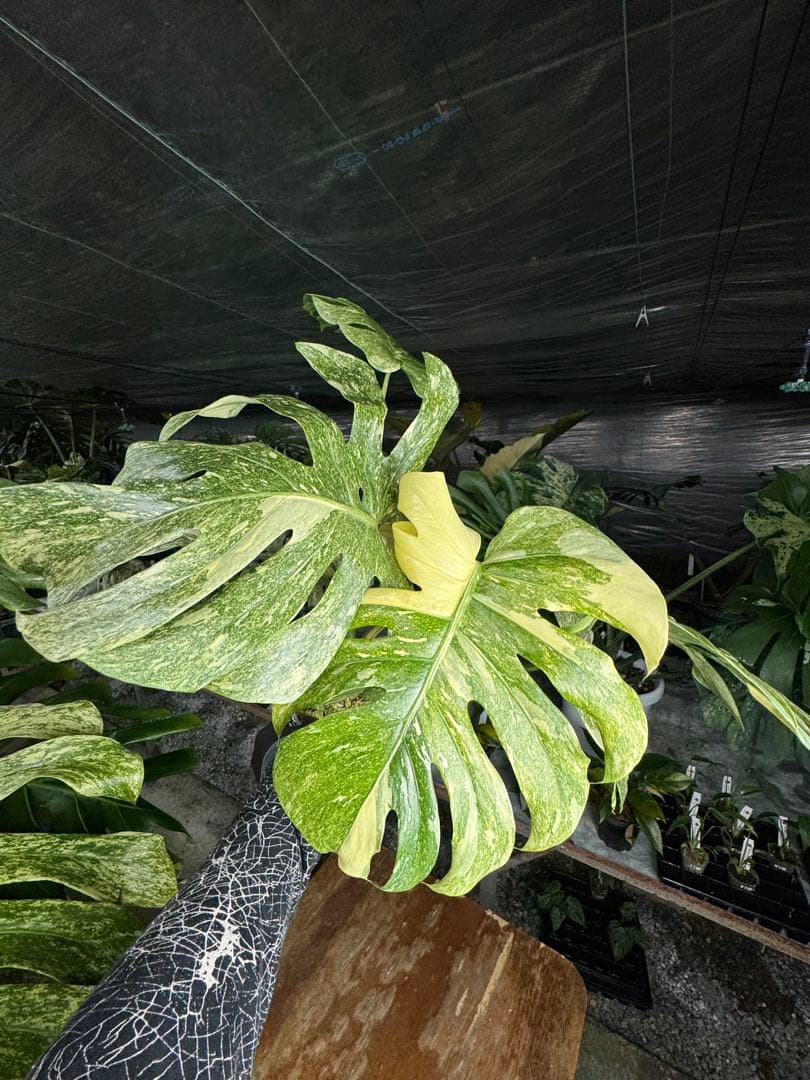 LG10モンステラ　レガシー　美斑入り健康株