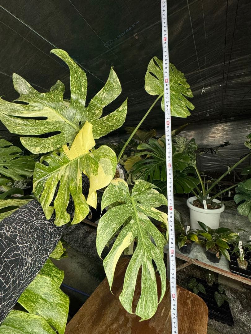 LG10モンステラ　レガシー　美斑入り健康株