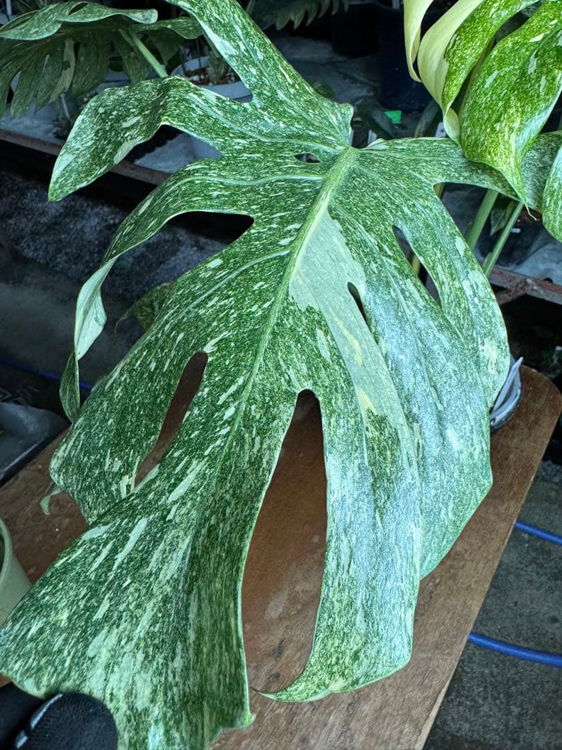LG10モンステラ　レガシー　美斑入り健康株