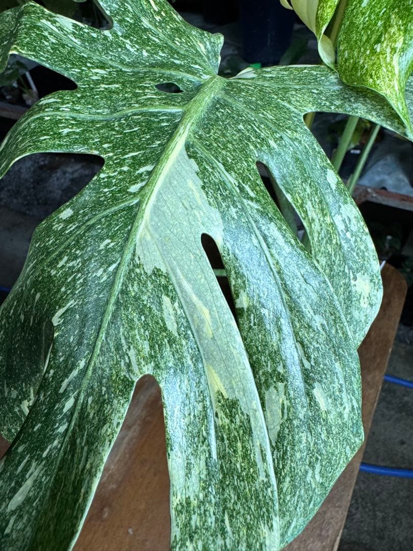 LG10モンステラ　レガシー　美斑入り健康株