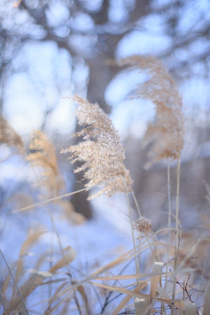 Super-Takumar 55mm F1.8 前期型 S/N：1252818