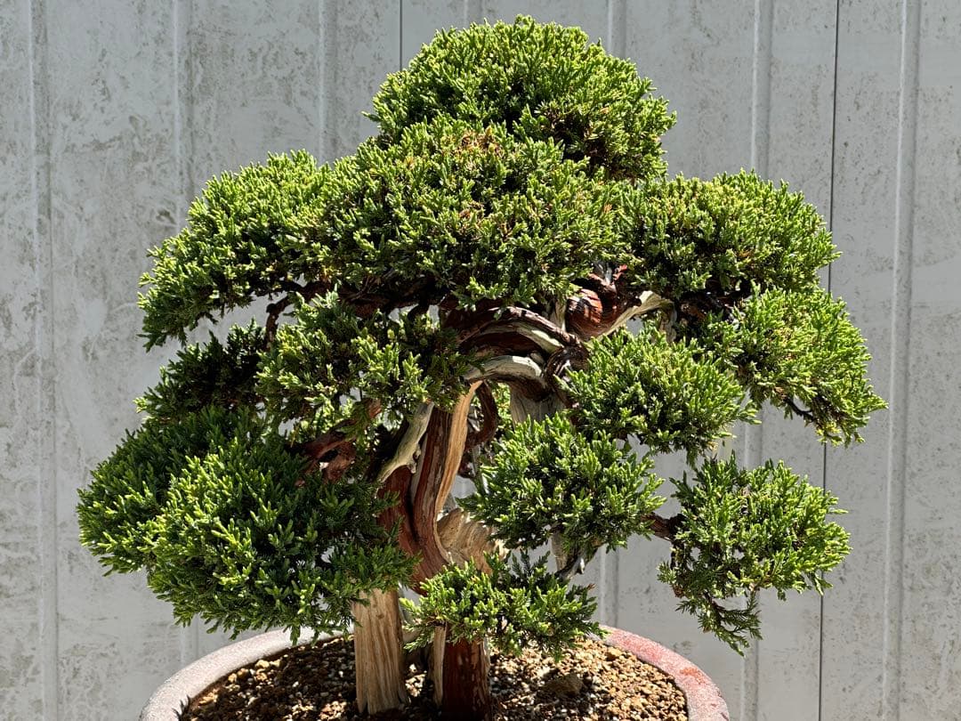 中型盆栽( 引取限定　) 大阪府和泉市