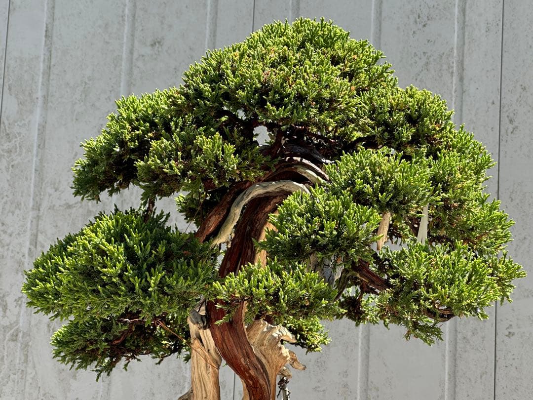 中型盆栽( 引取限定　) 大阪府和泉市