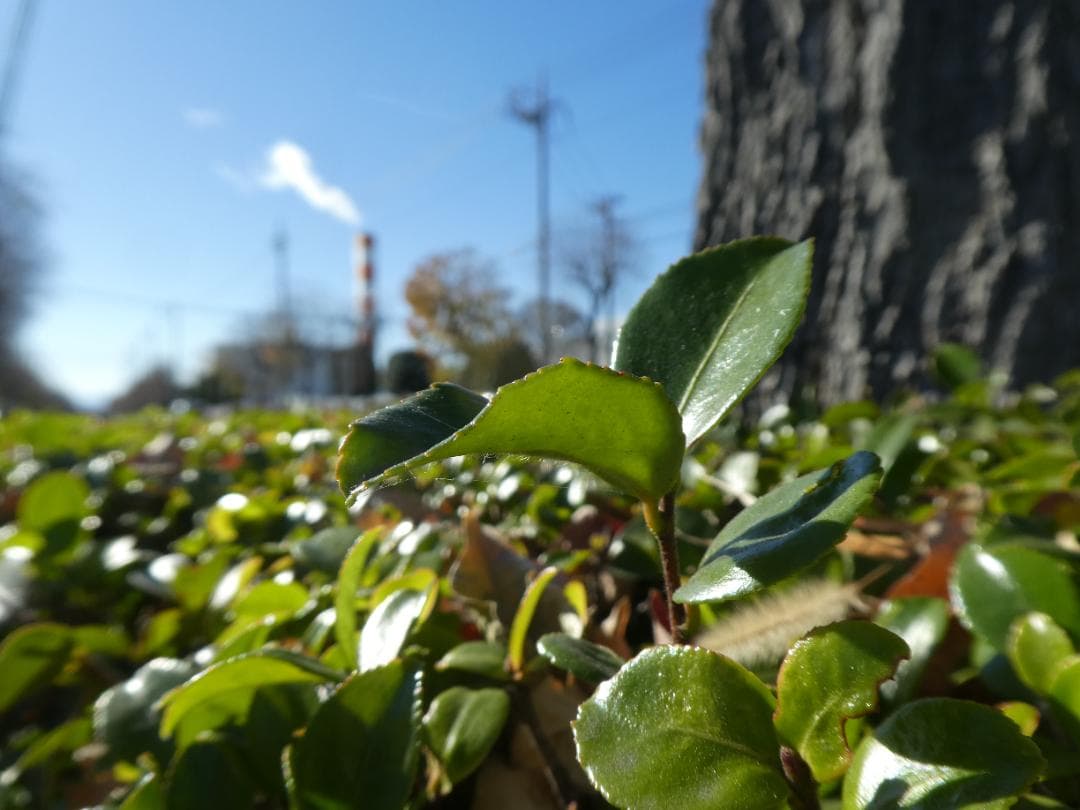 DMC-TZ85 Panasocic デジタルカメラ LUMIX 白