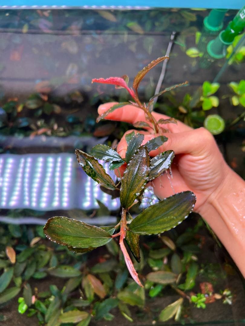 ブセファランドラｓｐ. ピンクバリエガータい斑入り 水中葉 2株