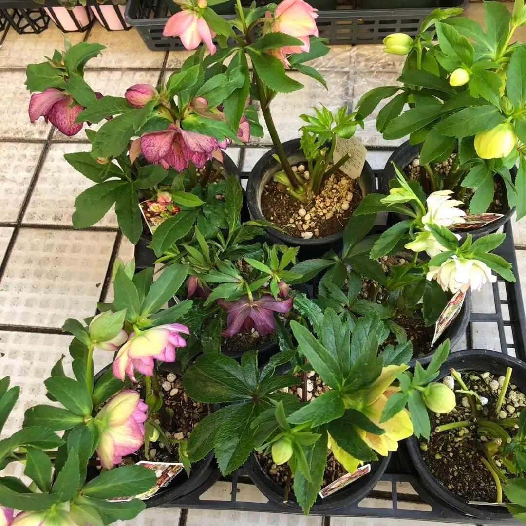 新春大特価 クリスマスローズ 八重 8種セット 豊園芸 花付き現品発送レア品種