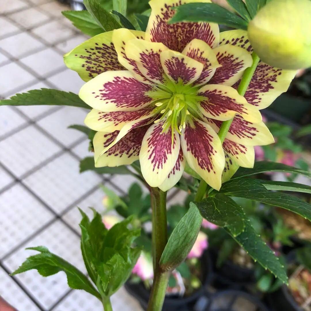 新春大特価 クリスマスローズ 八重 8種セット 豊園芸 花付き現品発送レア品種