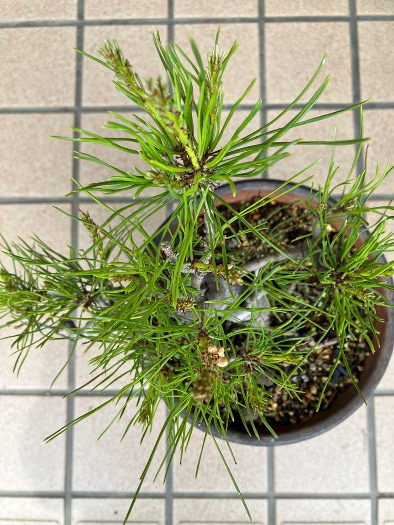 大特価！小品盆栽　赤松①　極太の優良素材　新春大特価！大幅値下げ早いもの勝ち