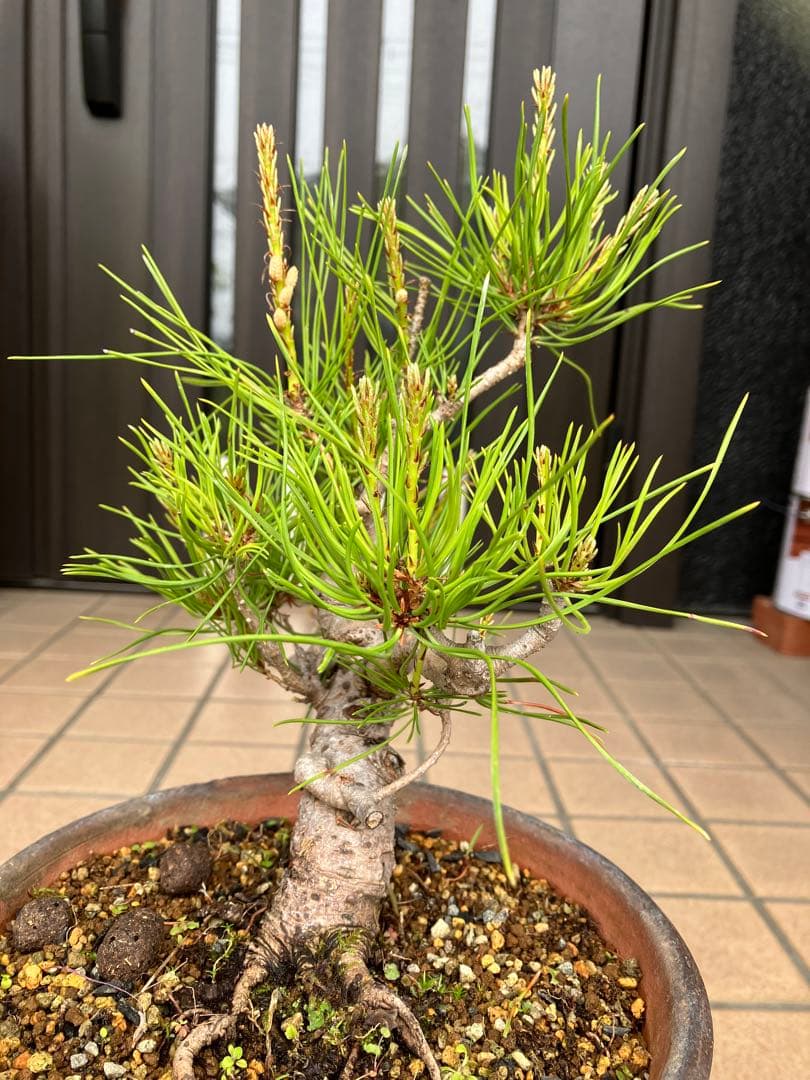 大特価！小品盆栽　赤松①　極太の優良素材　新春大特価！大幅値下げ早いもの勝ち