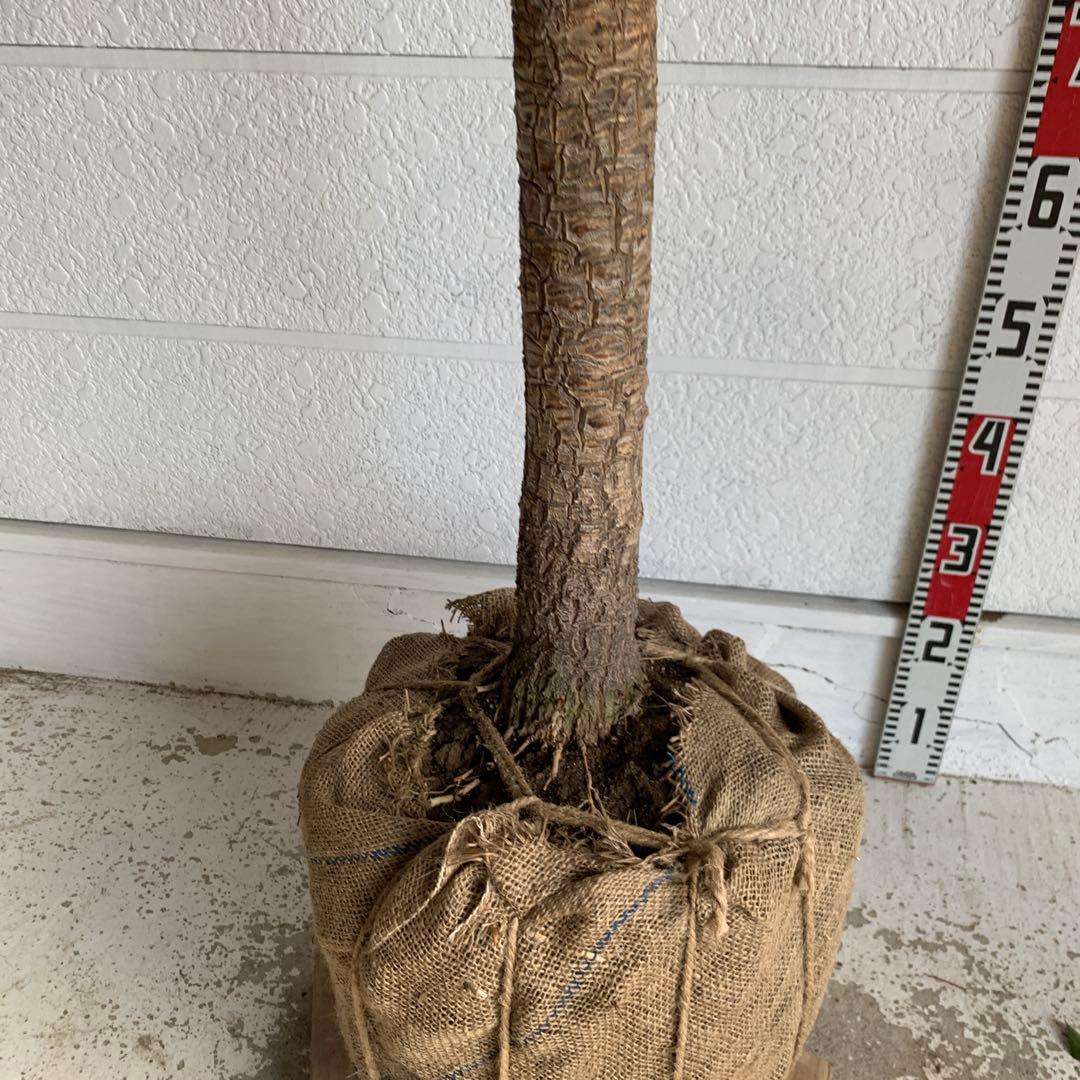 引き取り限定　大株　赤ドラセナ　斑入り　コルジリネ レッドスター　37