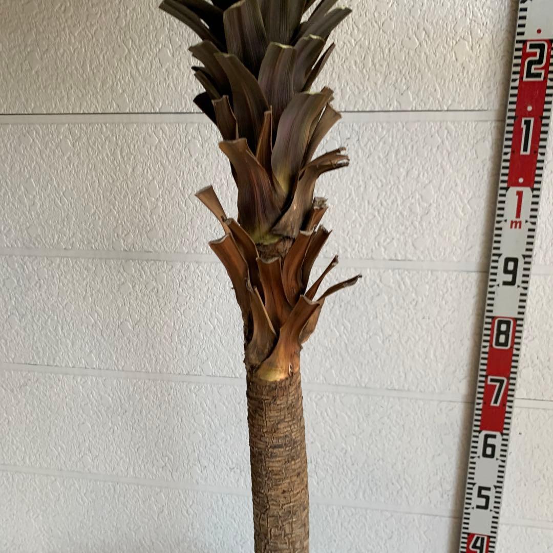 引き取り限定　大株　赤ドラセナ　斑入り　コルジリネ レッドスター　37