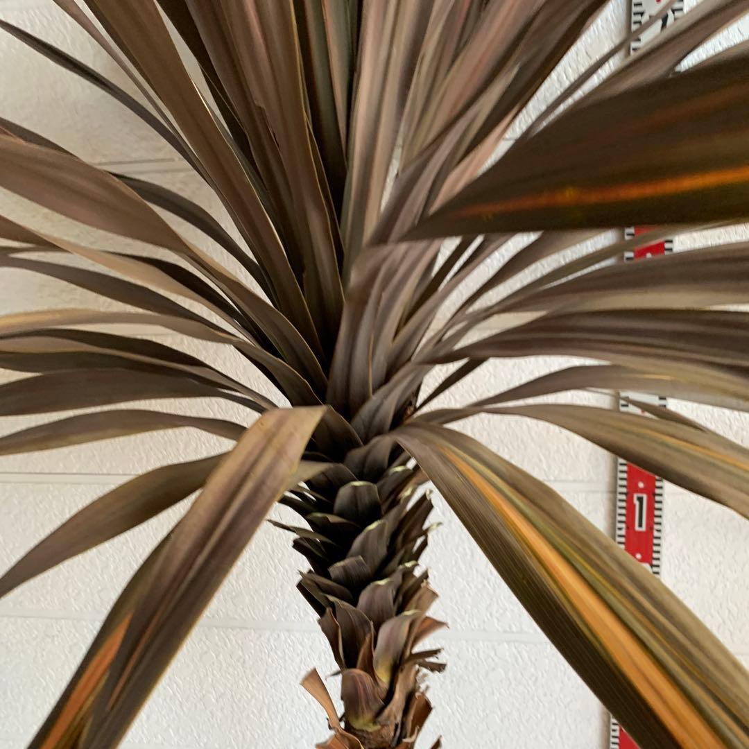 引き取り限定　大株　赤ドラセナ　斑入り　コルジリネ レッドスター　37