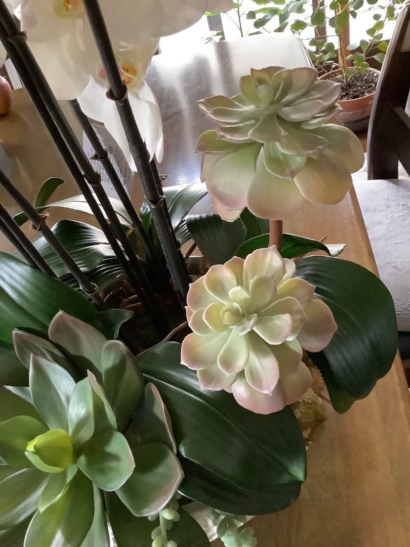 エミリオロバ　胡蝶蘭と多肉　専用です