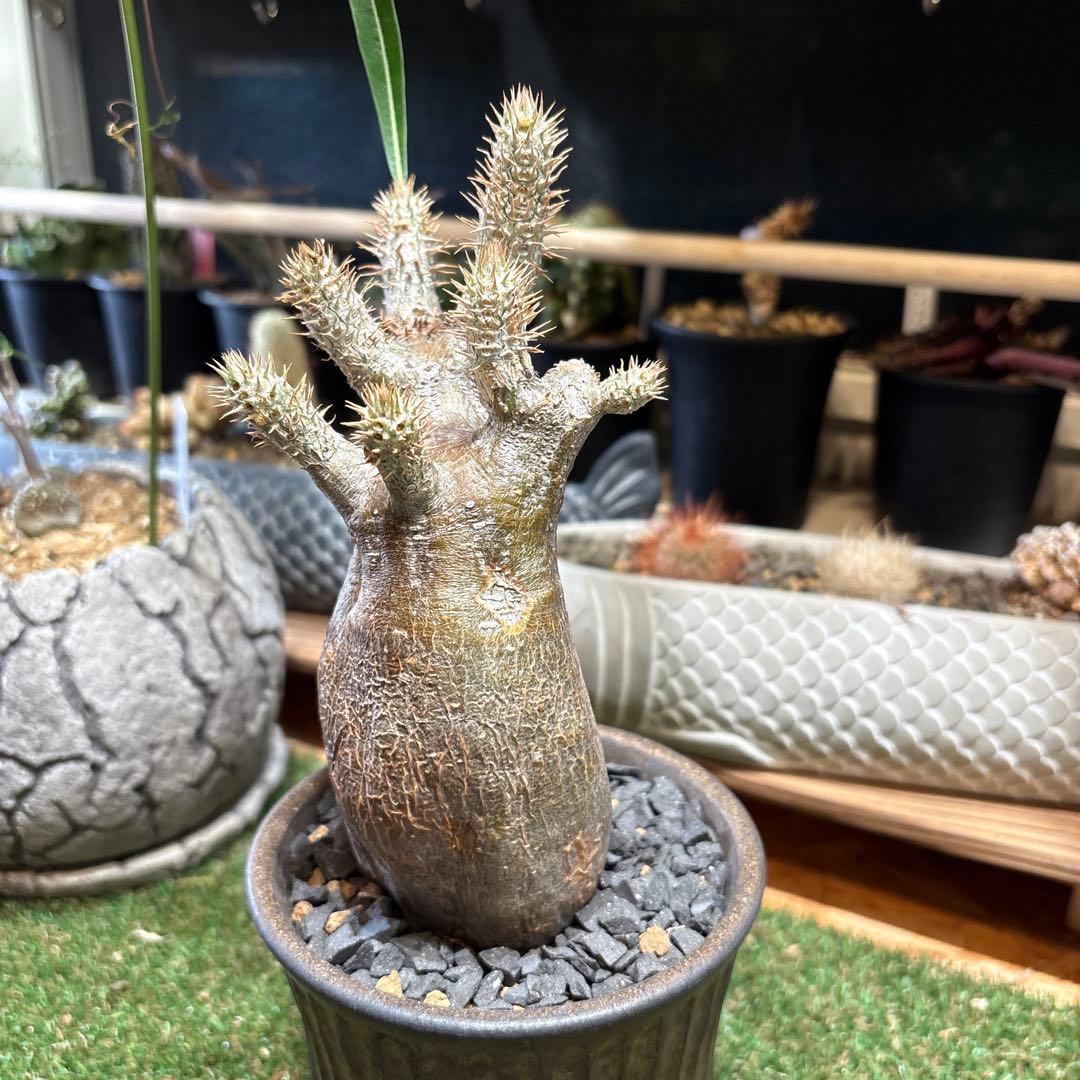 パキポディウム　イノピナツム　現地球