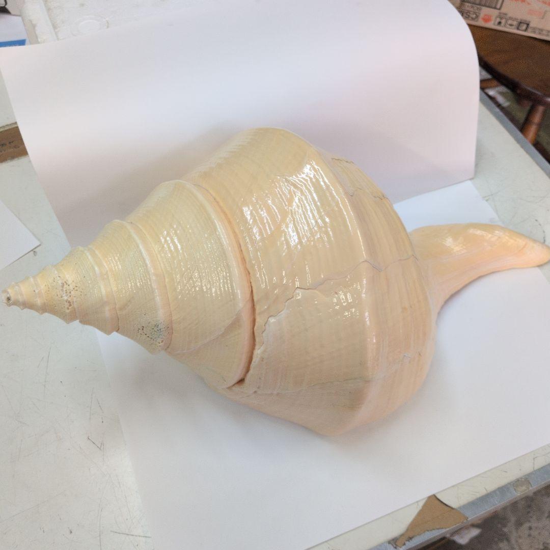 貝型置物 巻貝 約46cm