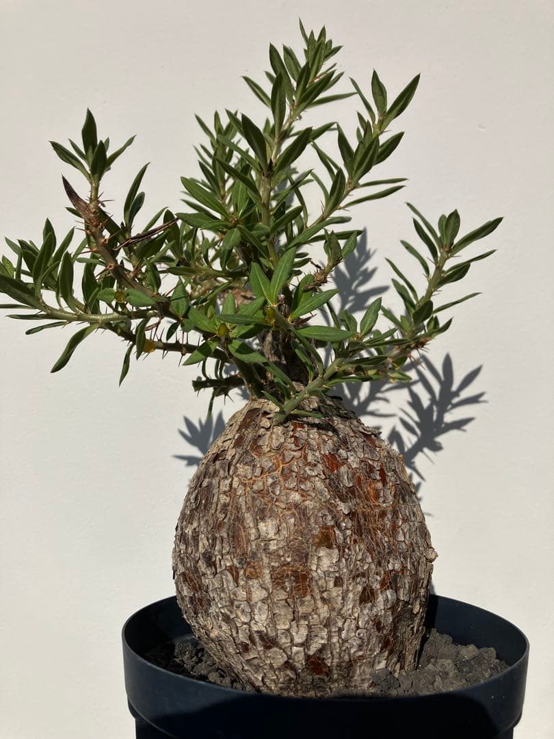 パキポディウム ・ビスピノーサム　現地球　鉢付　検グラキリス　パキプス　ホリダス