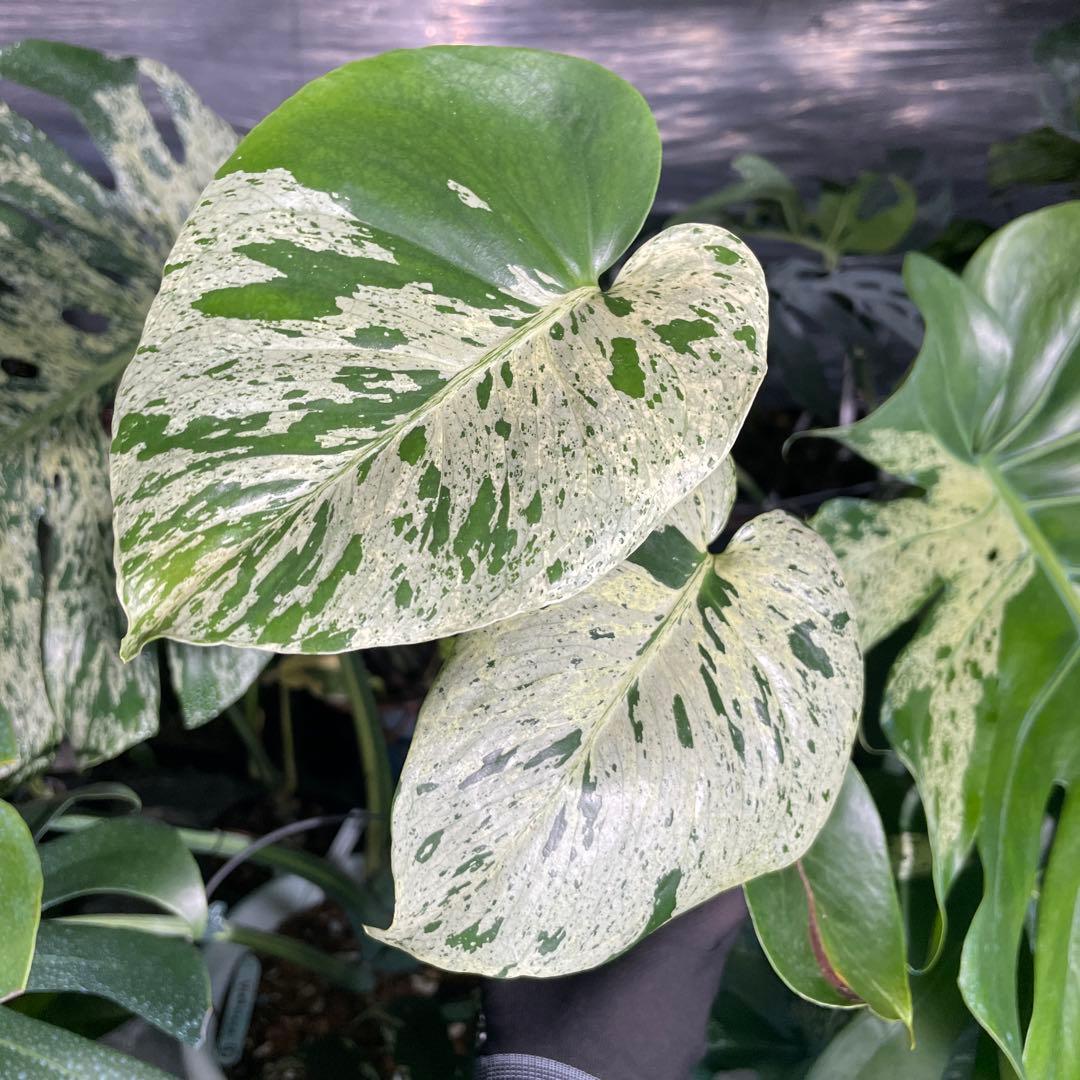 VC1 モンステラ　デリシオーサ　ベトシオーサ　セレクトエディション斑入り