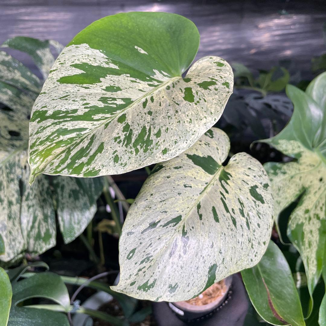 VC1 モンステラ　デリシオーサ　ベトシオーサ　セレクトエディション斑入り