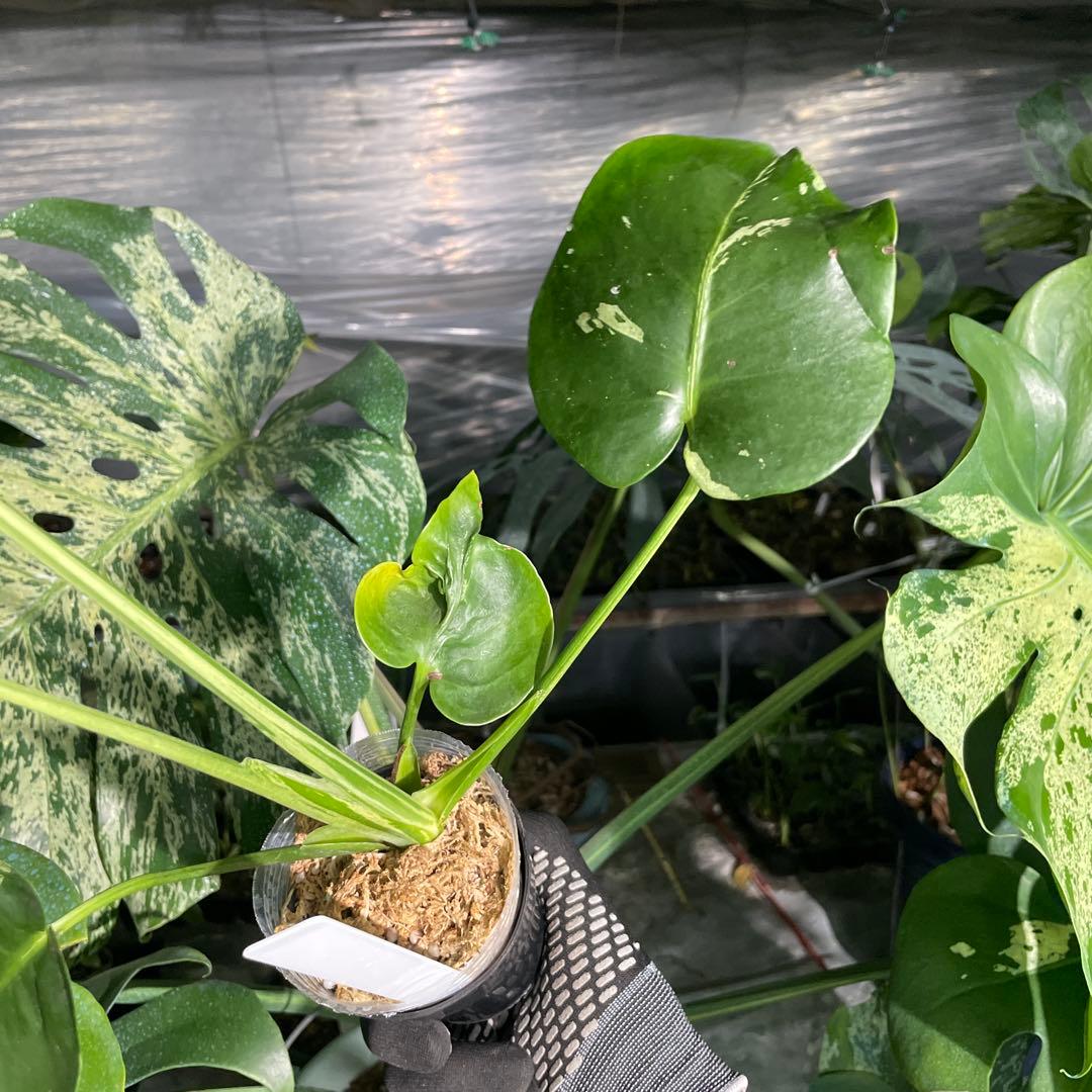 VC1 モンステラ　デリシオーサ　ベトシオーサ　セレクトエディション斑入り