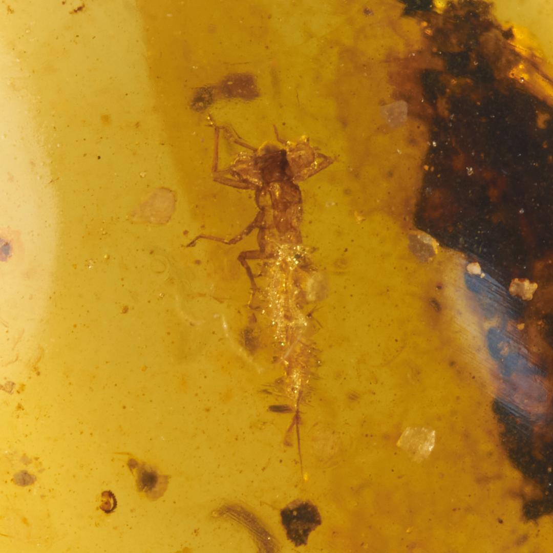 レア極上品 PA127 白亜紀のイトトンボ（豆娘）の幼虫Naiad/Larva）