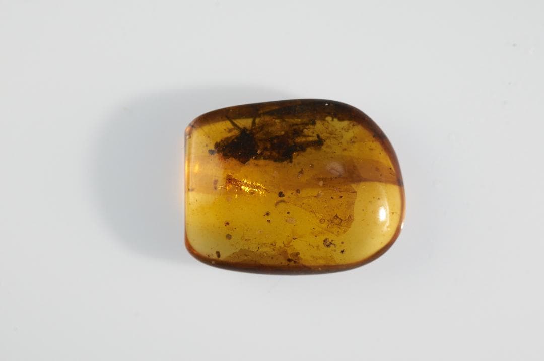 レア極上品 PA127 白亜紀のイトトンボ（豆娘）の幼虫Naiad/Larva）