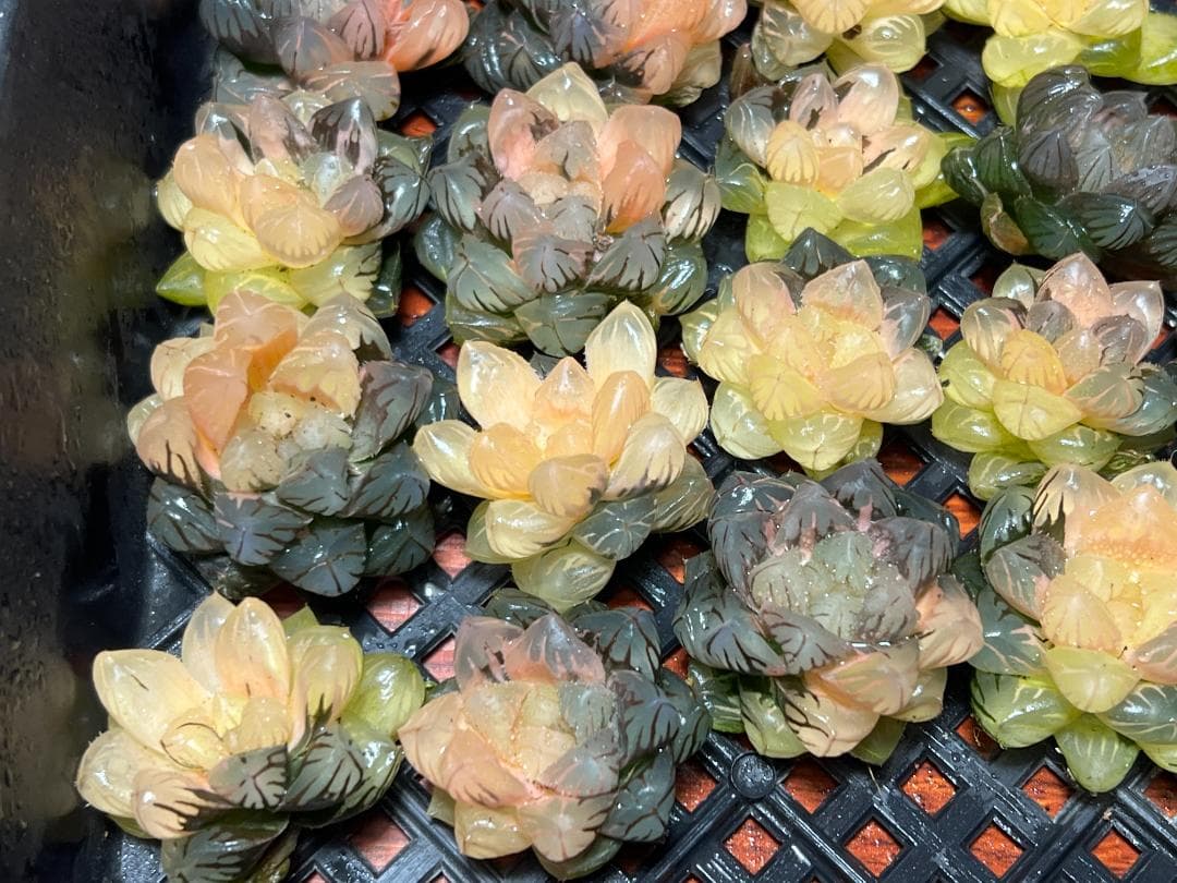 エ*カ様 9 多肉植物 ハオルチア　オブツーサ錦 水中月錦 糊斑 鮮明錦 25株