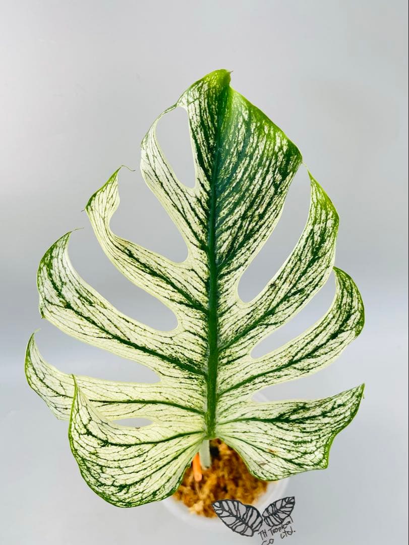 モンステラ デビルモンスター ② MONSTERA DEVIL MONSTER