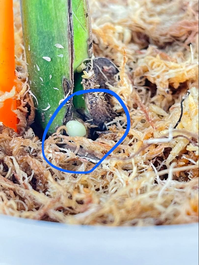 モンステラ デビルモンスター ② MONSTERA DEVIL MONSTER