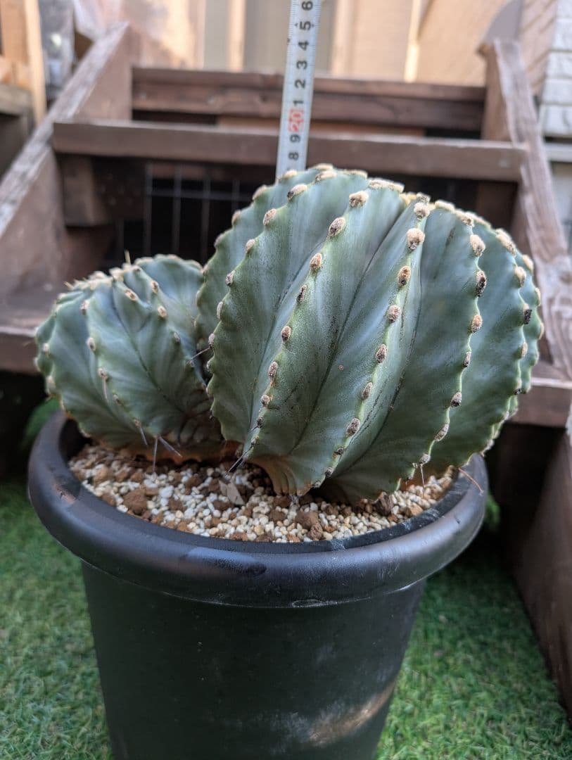 【Omc Labo】極上2　フェロカクタス刺無王冠竜　希少 サボテン　古木