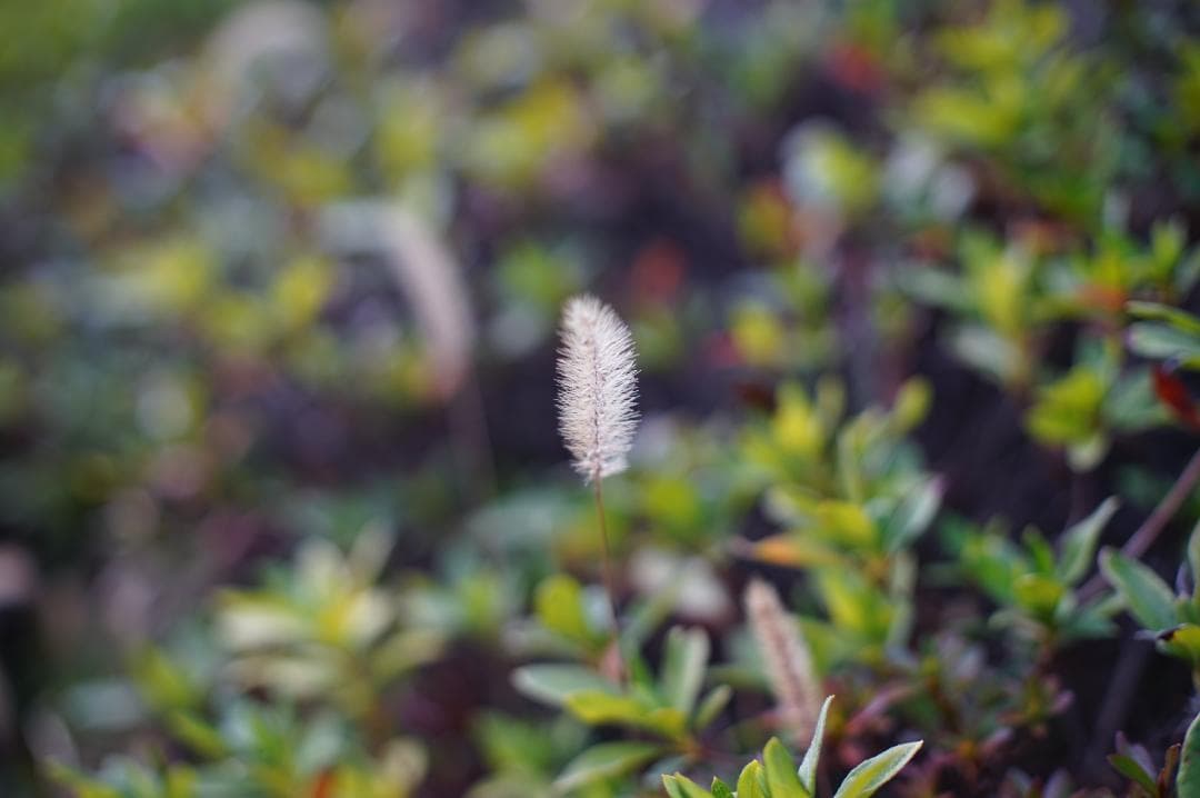 Canon F-1 後期 / FD 50mm f1.4 S.S.C. + ズーム