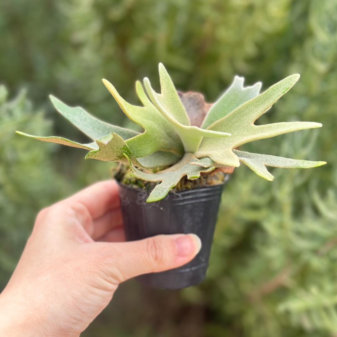 chococoffee 2点セット